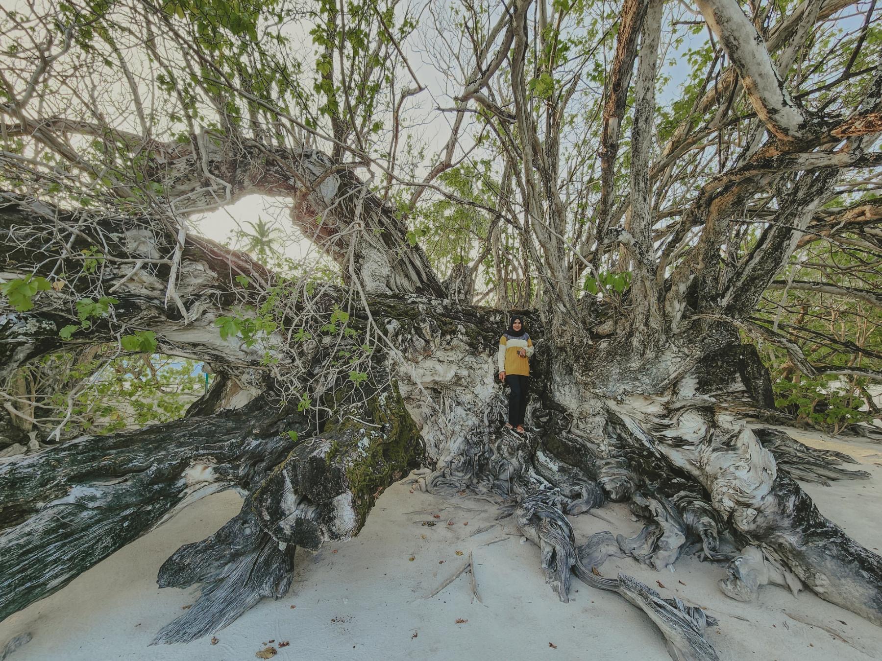 "The Living Legacy: Where a Hero's Ship Took Root in Shaviyani Atoll"