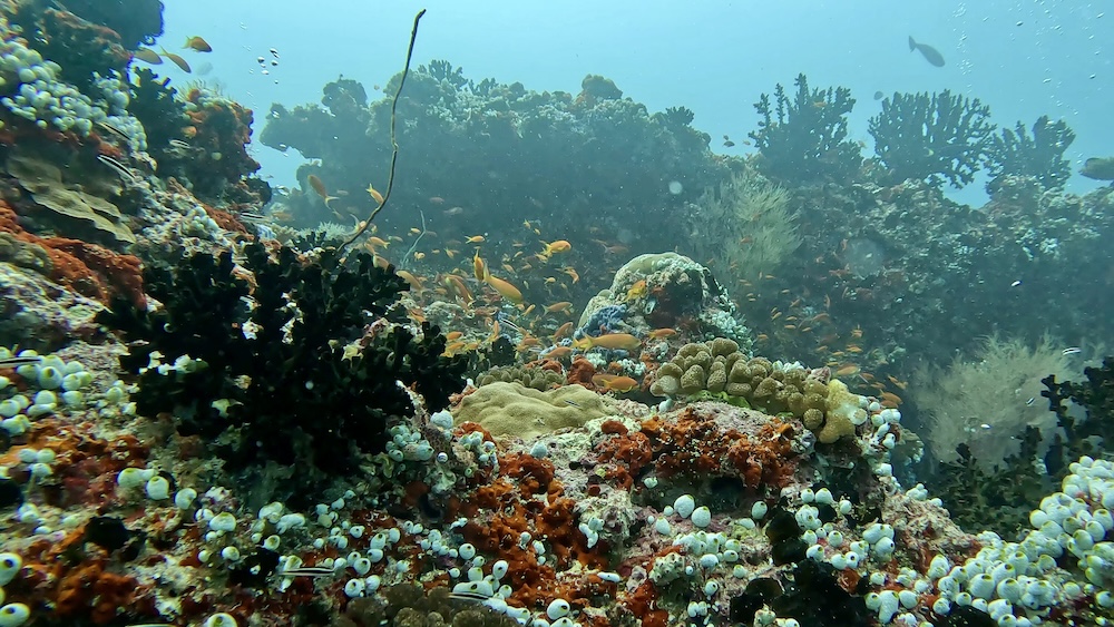 Haa Dhaalu: The Untouched Diver's Paradise of Northern Maldives