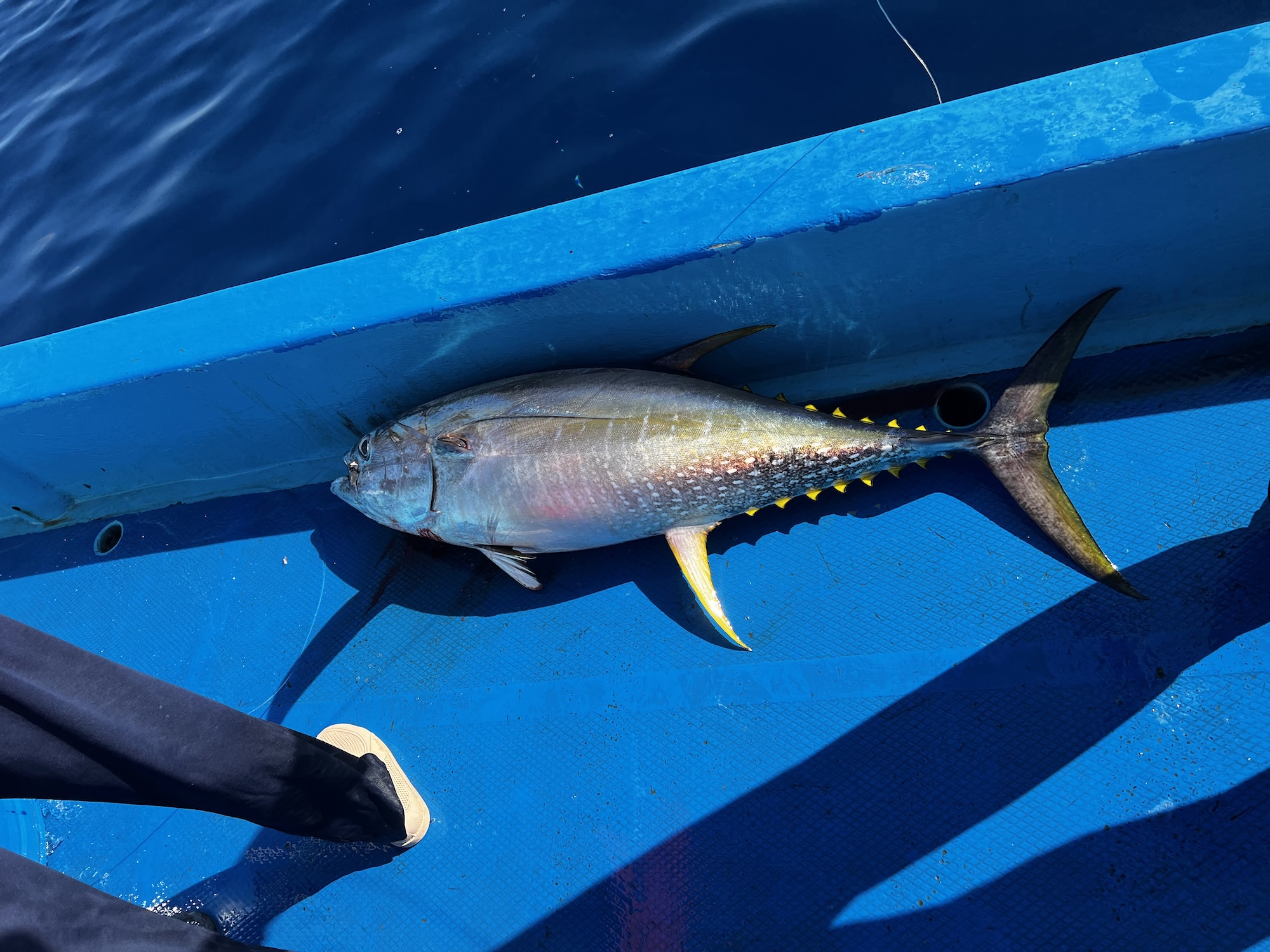 Yellowfin Tuna Fishing and Marine Marvels of Fuvahmulah, Maldives